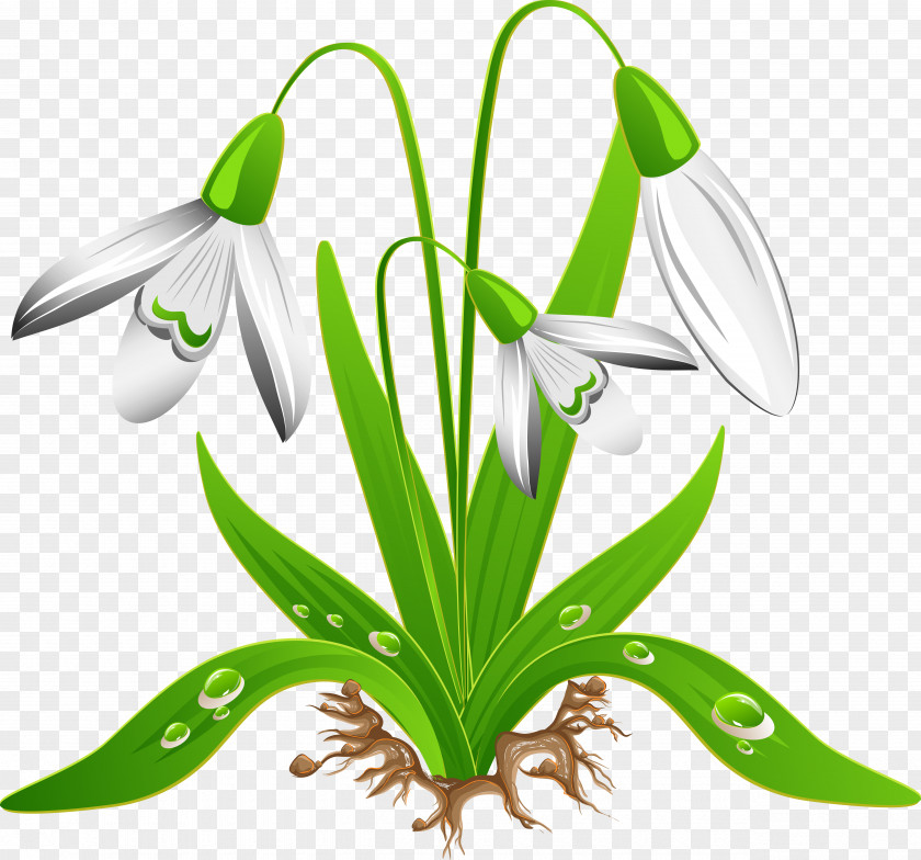 Snowdrop Crocus Vernus Flower Clip Art PNG