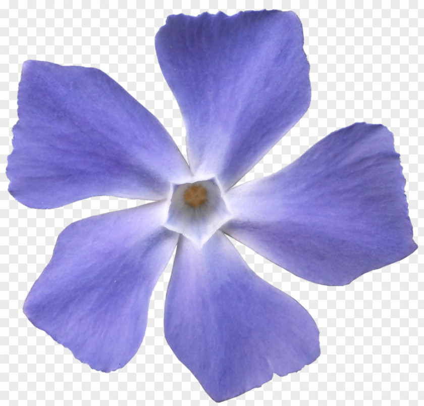 Violet Viola Sororia Flower Blue Purple PNG