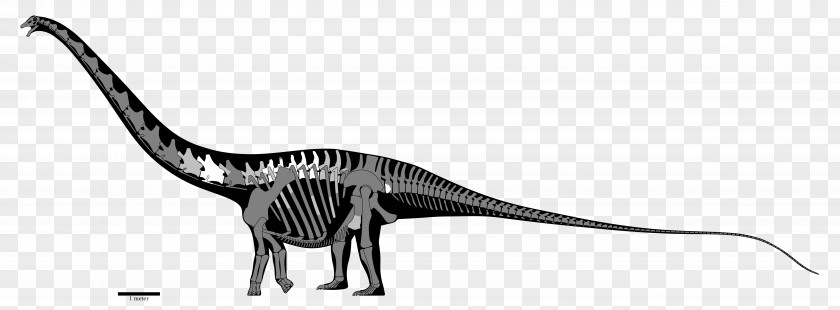 Brachiosaurus Amphicoelias Dinheirosaurus Supersaurus Diplodocus Morrison Formation PNG