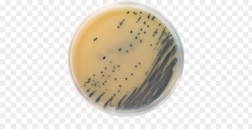 Drug Resistance MRSA Super Bug Concentrated Animal Feeding Operation Meticillin Agar Staphylococcus Saprophyticus PNG