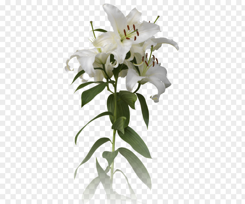 Easter Lilies Cut Flowers Plant Stem PNG