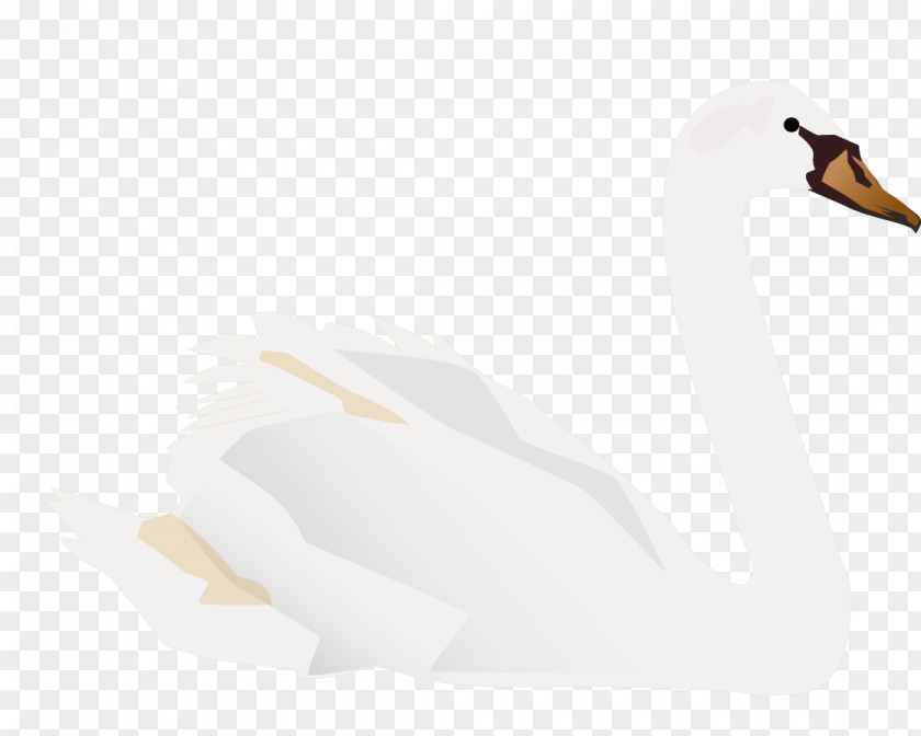 Swan Duck Cygnini PNG
