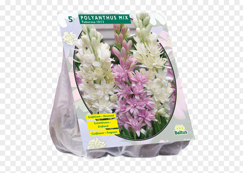 Tuberose Cut Flowers Lilies Hyacinth Bulb Giant Allium PNG