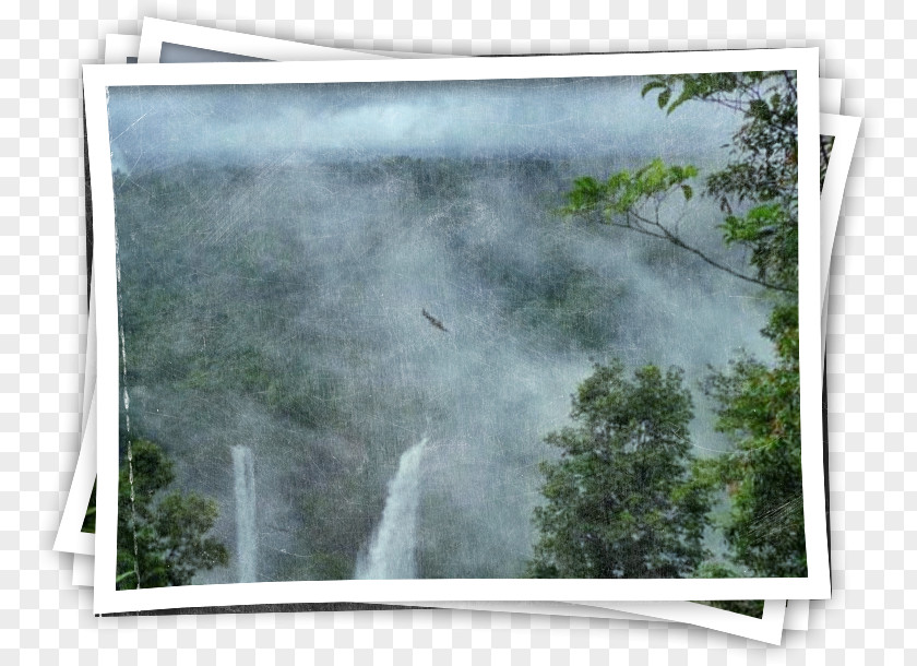 Coffee Beans Shading Window Water Resources Picture Frames Tad Fane Resort Feature PNG