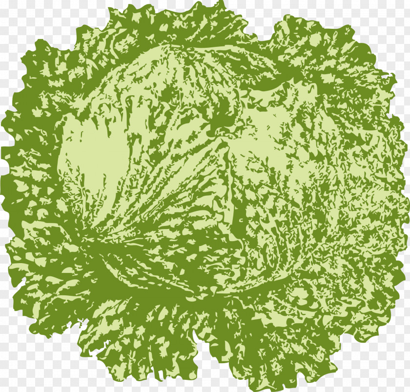 Green Cabbage Iceberg Lettuce Vegetarian Cuisine Leaf Vegetable Clip Art PNG
