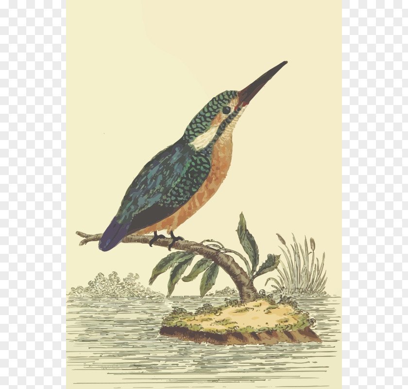 Kingfisher Cliparts Bird Drawing Clip Art PNG