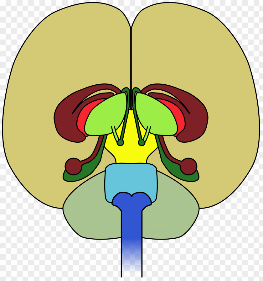 Nurses Clipart Human Brain Frontal Lobe Diagram Clip Art PNG