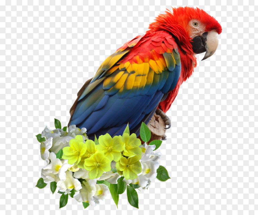Parrot Scarlet Macaw Bird Red-and-green Blue-and-yellow PNG