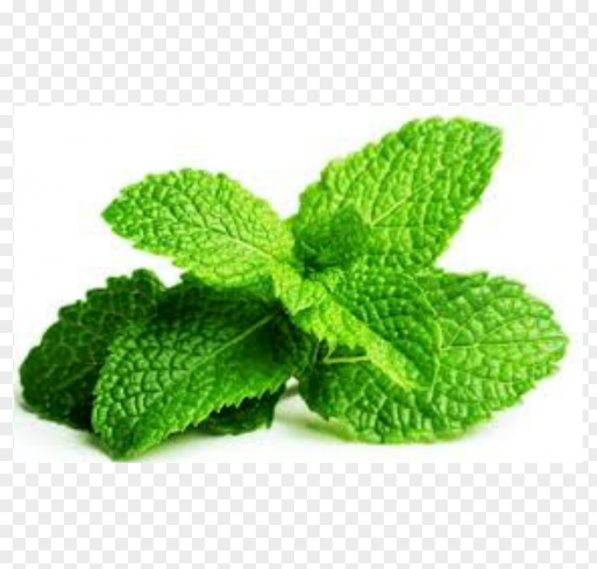 Pepermint Chewing Gum Peppermint Mentha Spicata Herb Leaf PNG