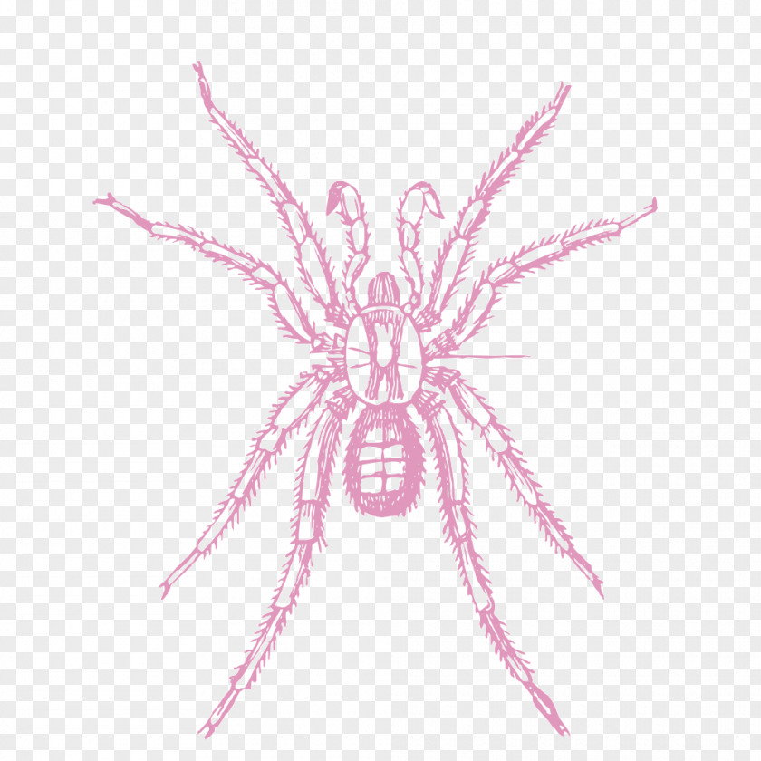 Pink Spider Spider-Man Web PNG