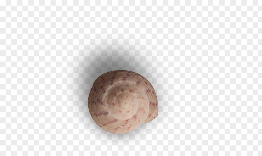 Snail Shell Circle Pattern PNG