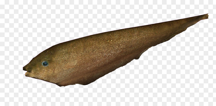 Table Knives Fauna Flatfish PNG