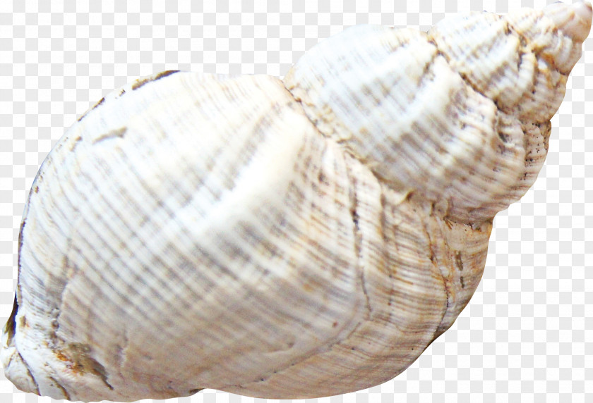 Conch Cockle Seashell Sea Snail Clip Art PNG