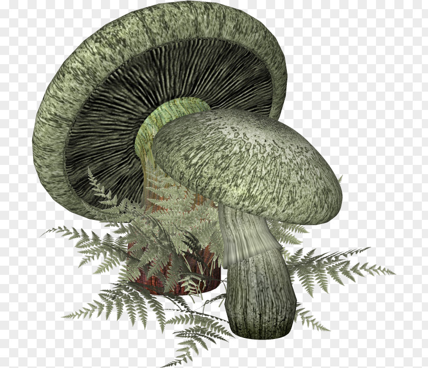 Mushroom Fungus Blog PNG