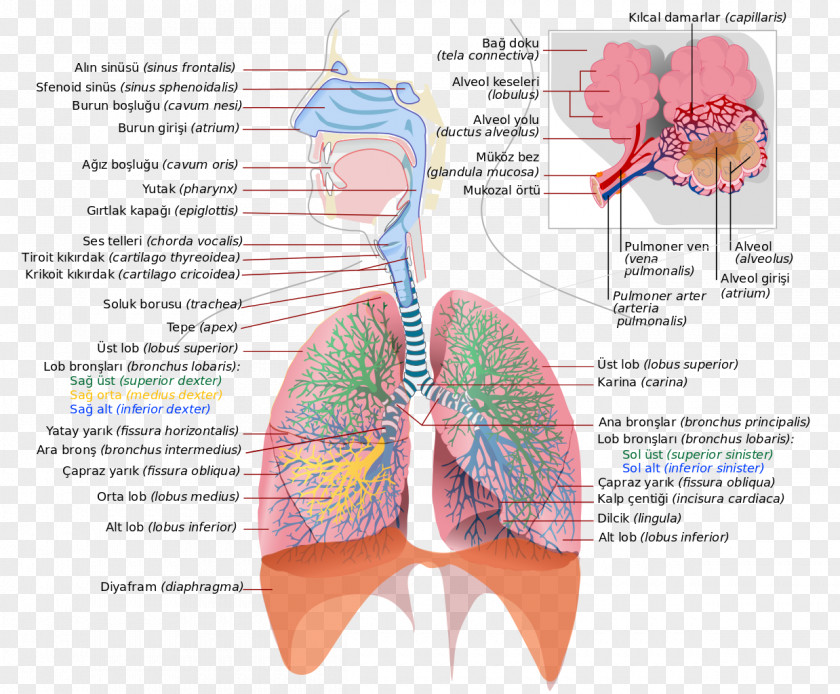 Respiratory System Tract Lung Breathing Respiration PNG