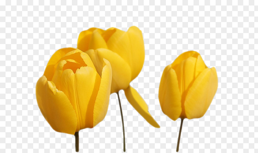 Tulip Cut Flowers Yellow PNG