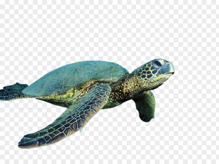 Turtle Vector Free Download Sea Reptile Cropping PNG