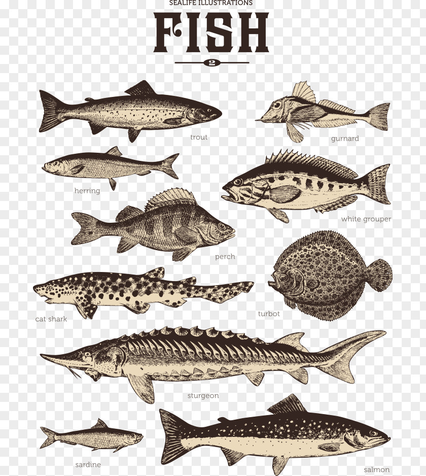 Vector Striped Fish Royalty-free Sardine Photography Illustration PNG