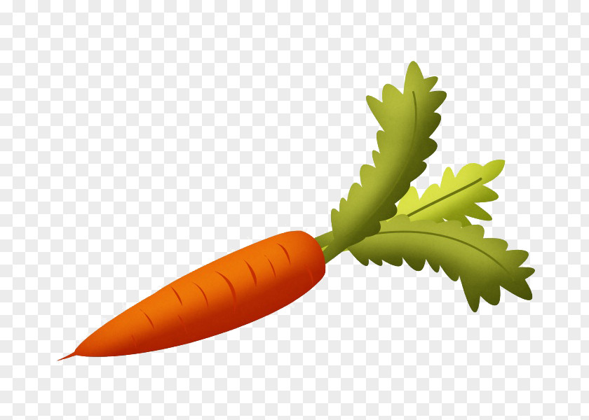 Cartoon Carrot Root Vegetables Fruit Clip Art PNG