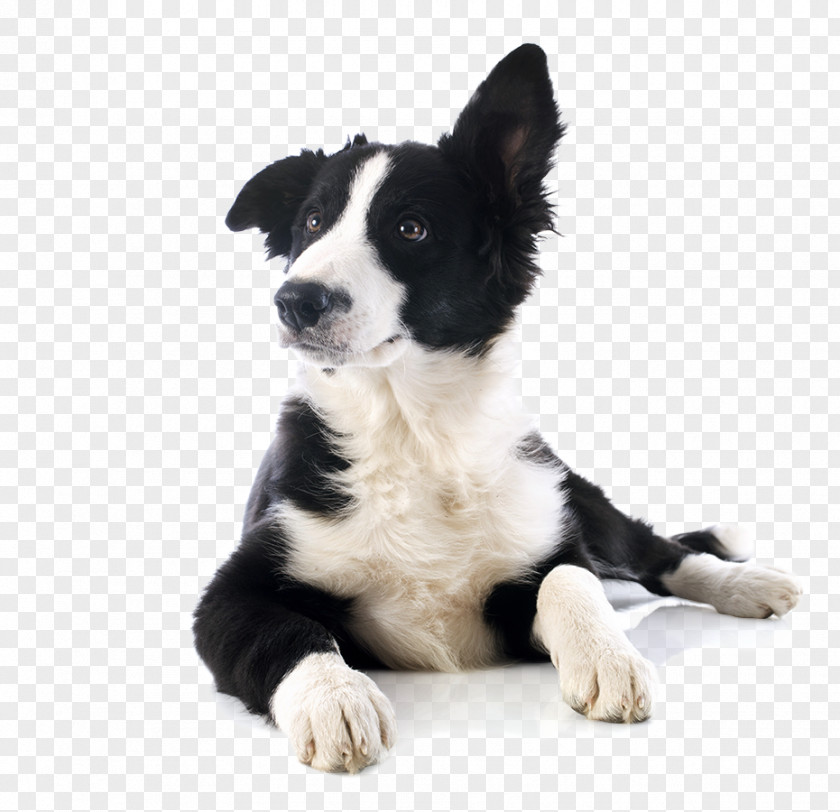 Cat Dog Breed Border Collie McNab Karelian Bear PNG