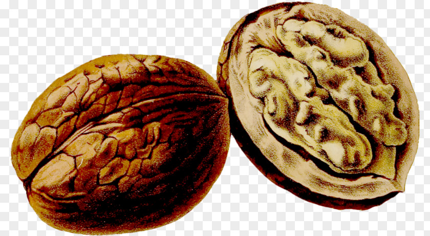 Delicious Walnut Juglans Thumbnail Drawing Pomological Watercolor Collection PNG