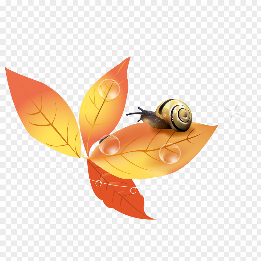 Maple Snail Background Vector Leaf PNG