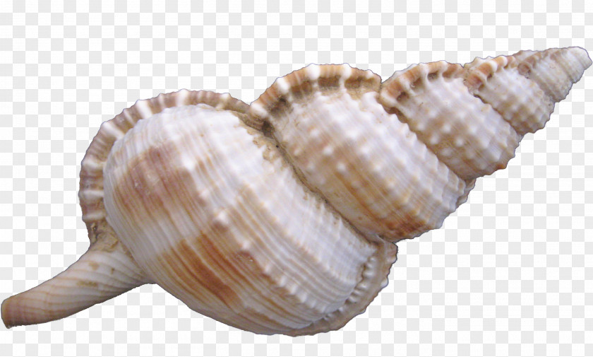 Pretty Conch Cockle Sea Snail Seashell PNG