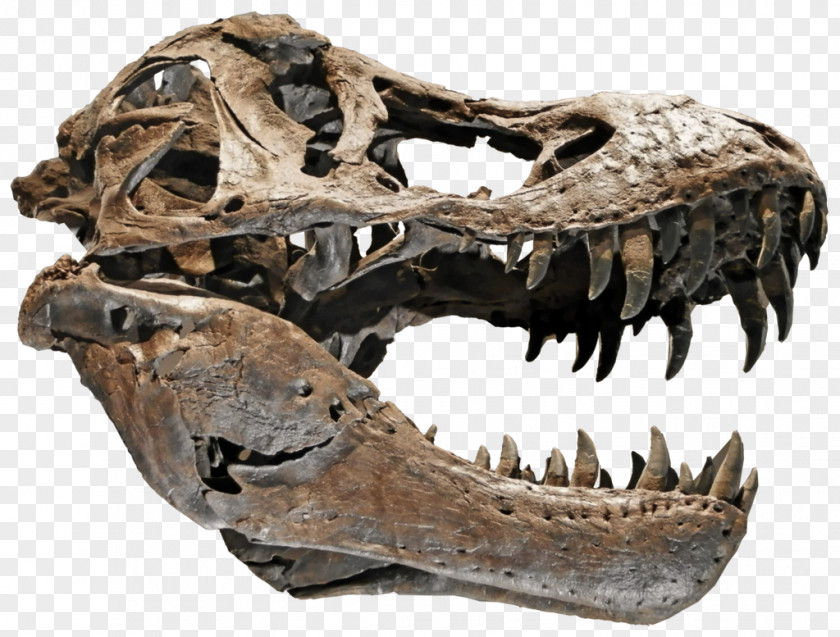 Skull Tyrannosaurus Velociraptor DeviantArt Skeleton PNG