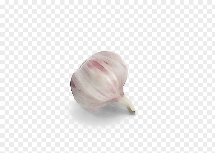 Allium Tulip Pink Vegetable Plant Shallot Garlic PNG