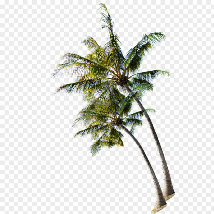 Coconut Tree On The Summer Beach PNG