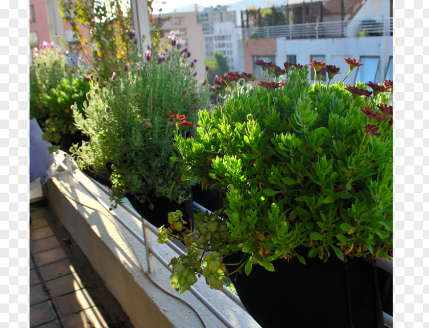 Tree Garden Flowerpot Green Wall Houseplant PNG