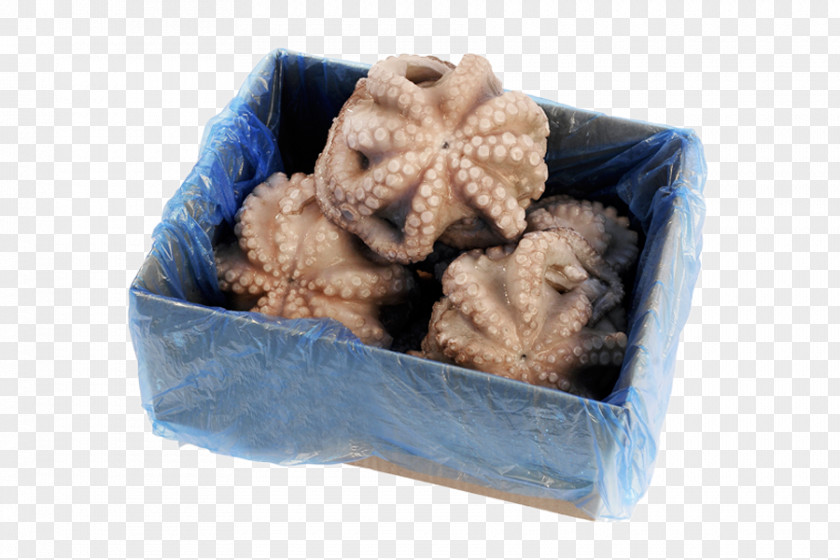 Batido Octopus Squid Product Cephalopod Cuttlefishes PNG