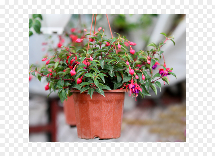 Hoa Fuchsia Flowerpot Houseplant Shrub Madagascar Periwinkle PNG