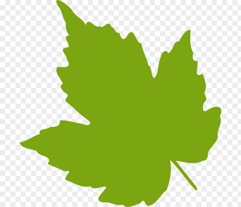 Greenery Grape Leaves Grapevines Clip Art PNG