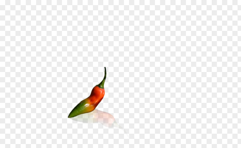 Hummingbird M Chili Pepper Peppers Beak PNG