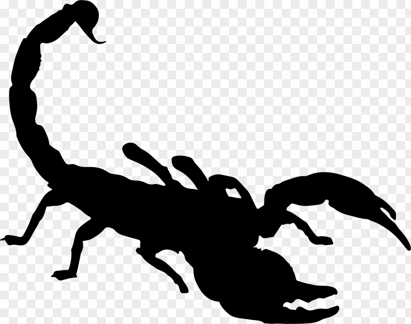 Scorpions Scorpion Silhouette Clip Art PNG