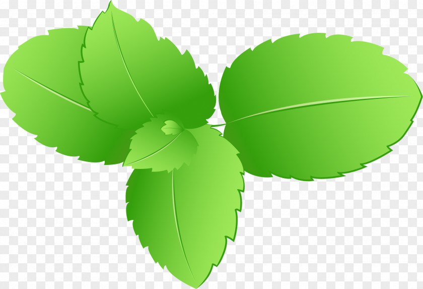 Simple Green Leaves Leaf PNG