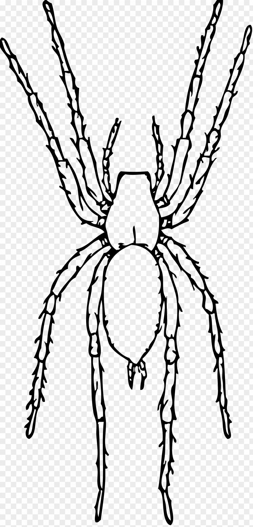 Spiders Spider Drawing Clip Art PNG