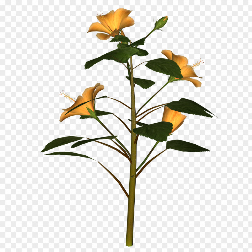 Hibiscus Cut Flowers Plant Stem Branch Leaf PNG