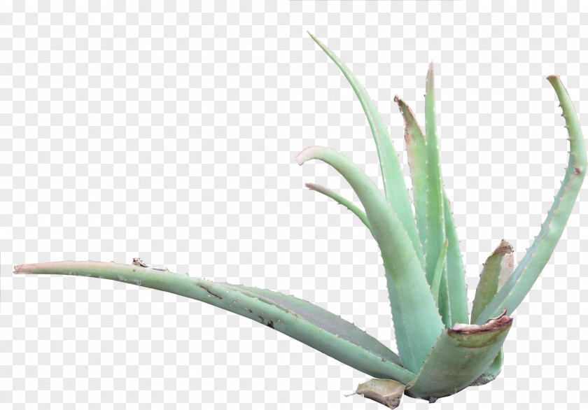 Aloe Vera Texture Mapping 3D Computer Graphics Agave Asphodelaceae PNG
