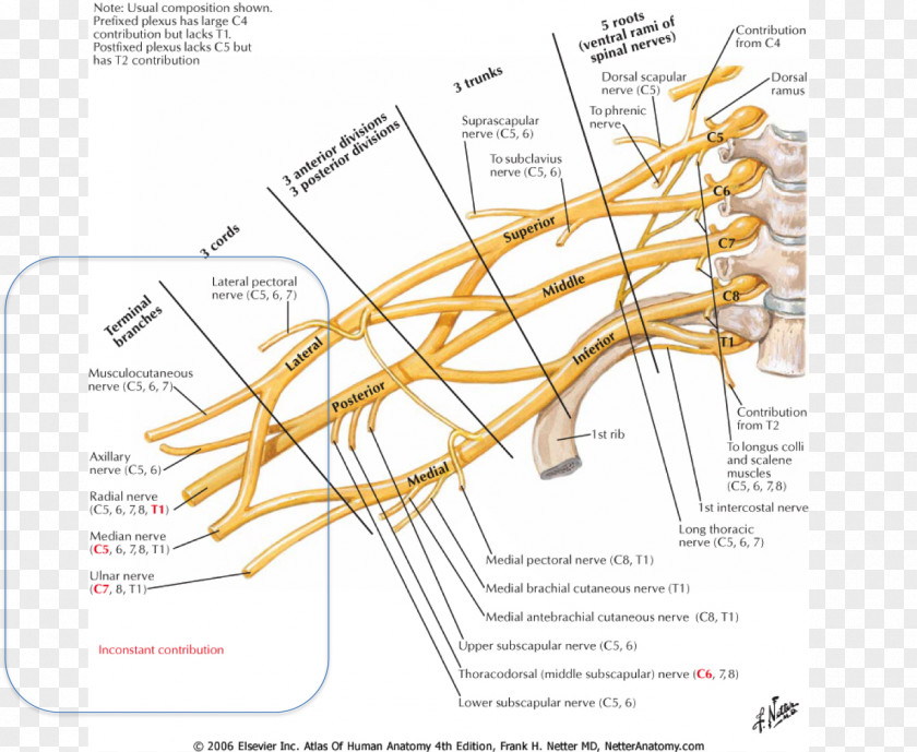 Arm Atlas Der Anatomie Des Menschen Brachial Plexus Anatomy Brachialis Muscle PNG