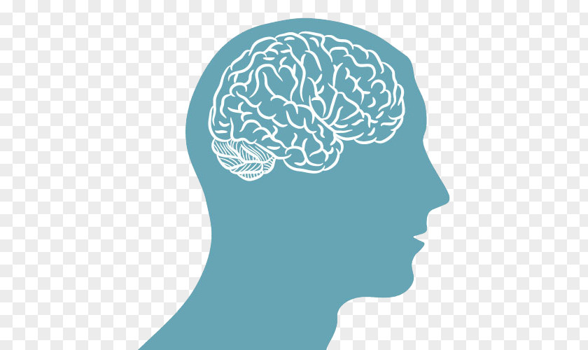Brain Human Head Clip Art PNG