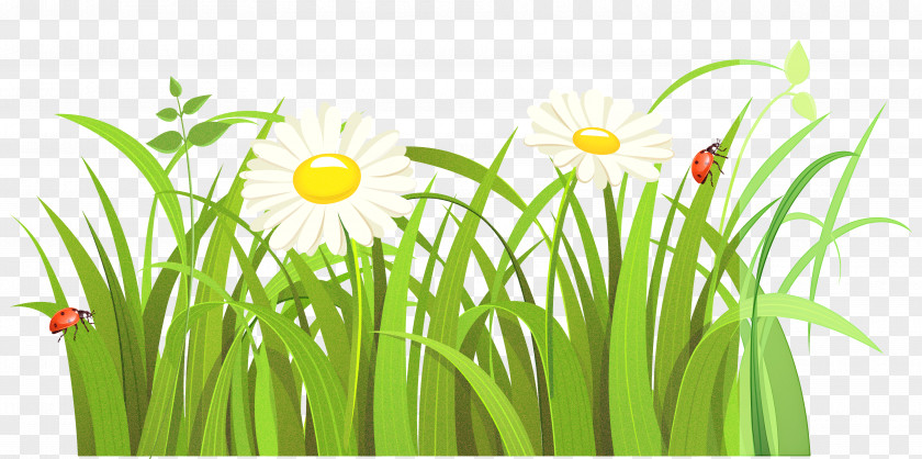 Camomile Daisy PNG