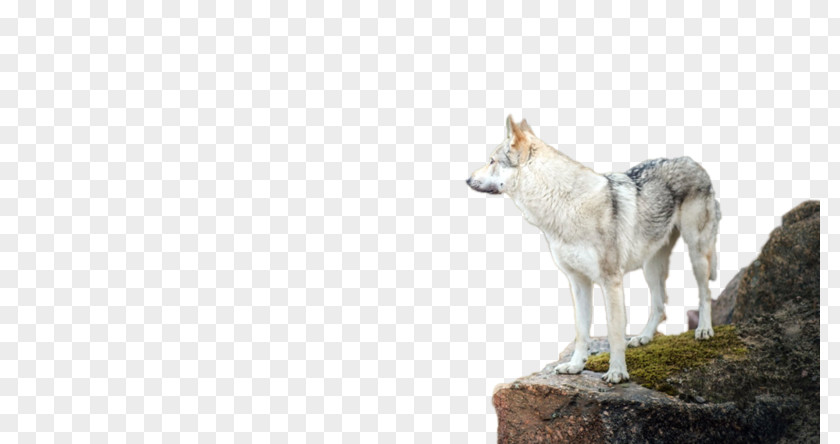 Czechoslovakian Wolfdog Saarloos Coyote PNG