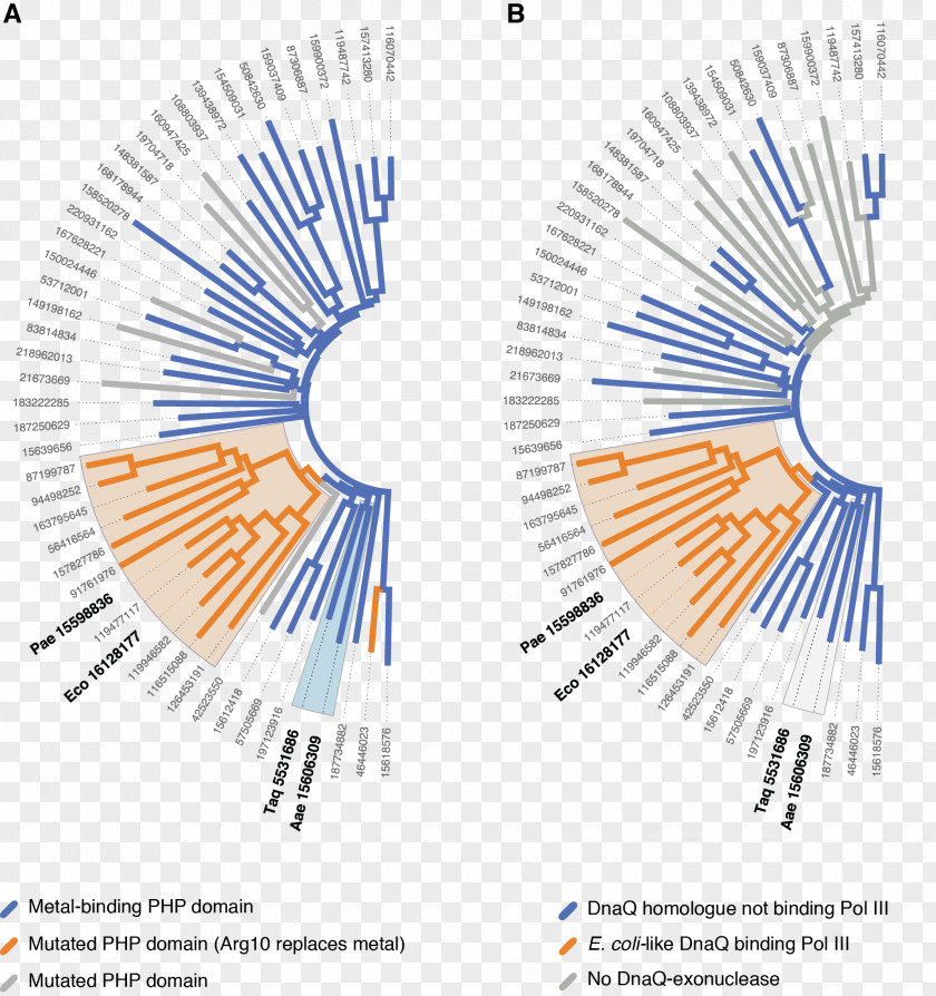 E. Coli DNA Polymerase III Holoenzyme Sequence Alignment PNG