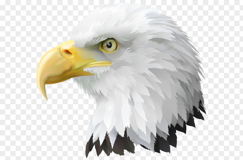 Eagle United States Bald Clip Art PNG