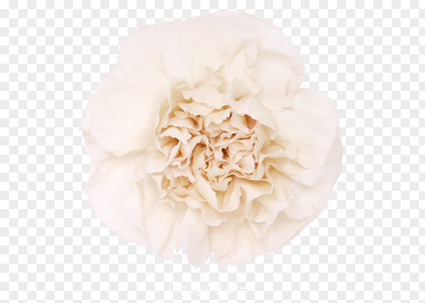 Flower Cabbage Rose Carnation Garden Roses Cut Flowers PNG