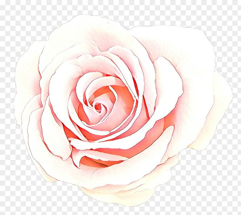 Plant Rose Family Garden Roses PNG