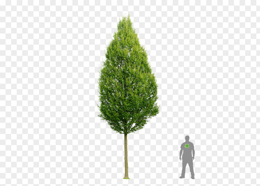 Tree European Hornbeam Carpinus Betulus 'Fastigiata Spruce Fastigiata PNG