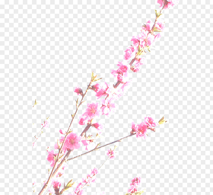 Cherry Blossom Photography Standard Test Image PNG